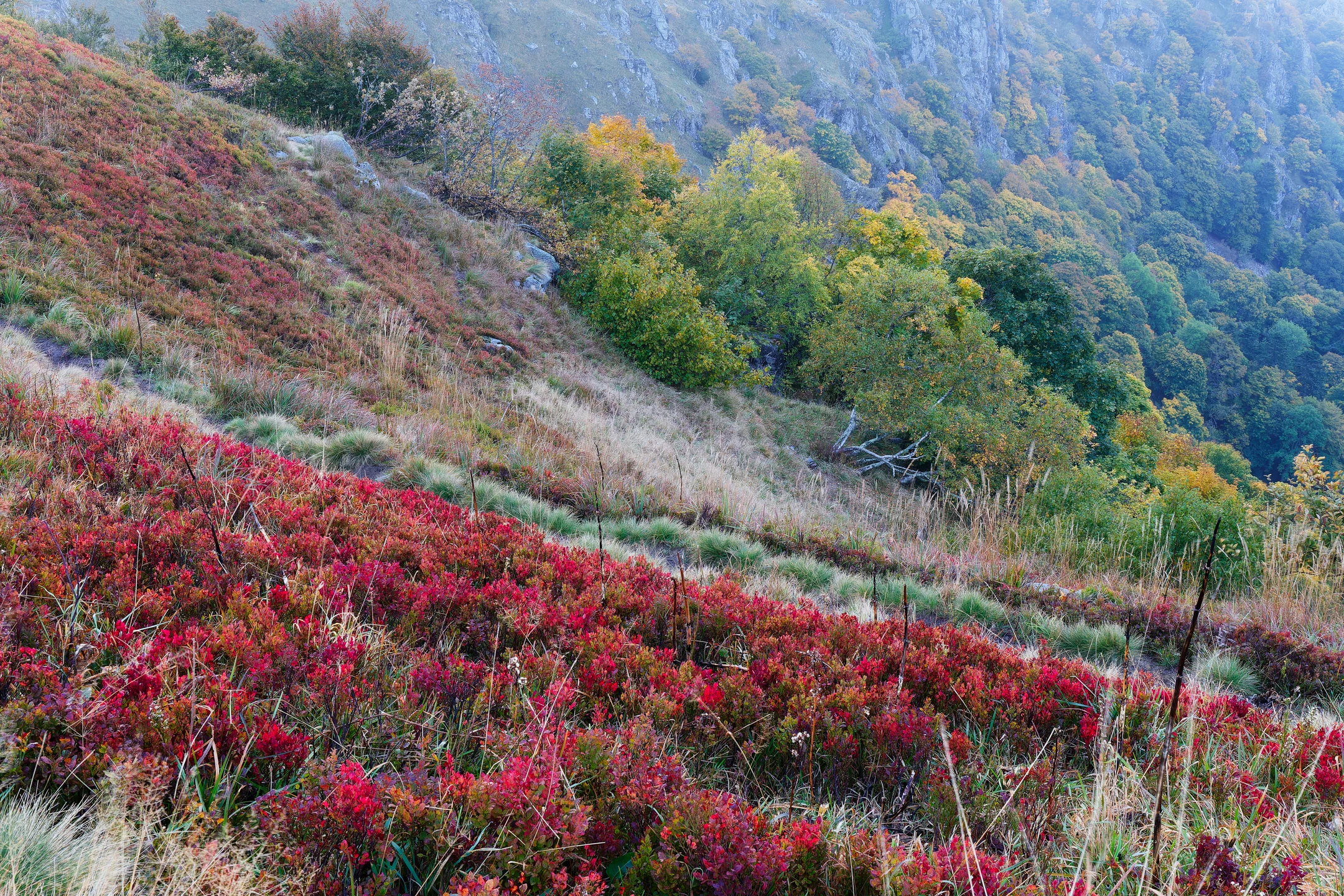 Photo : Myrtilles du Kastelberg en feuillage automnal, Vosges.