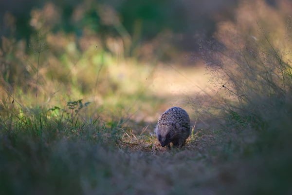 Photo : Hérisson commun (Erinaceus europaeus) au Ballon d'Alsace à l'aube, Vosges.