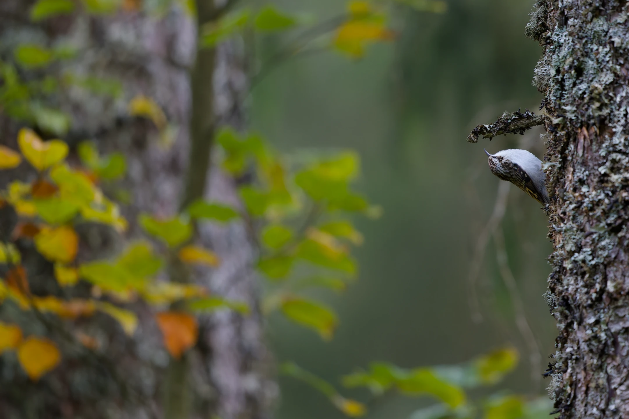 Photo : Grimpereau des bois (Certhia familiaris) à l'automne, Vosges.