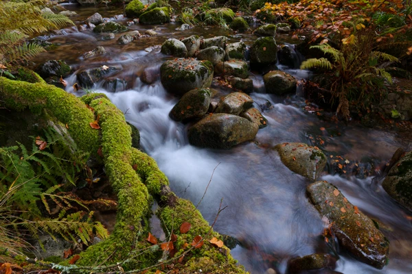Photo : Ruisseau de Blanchemer à l'automne, en filé statique, Vosges.