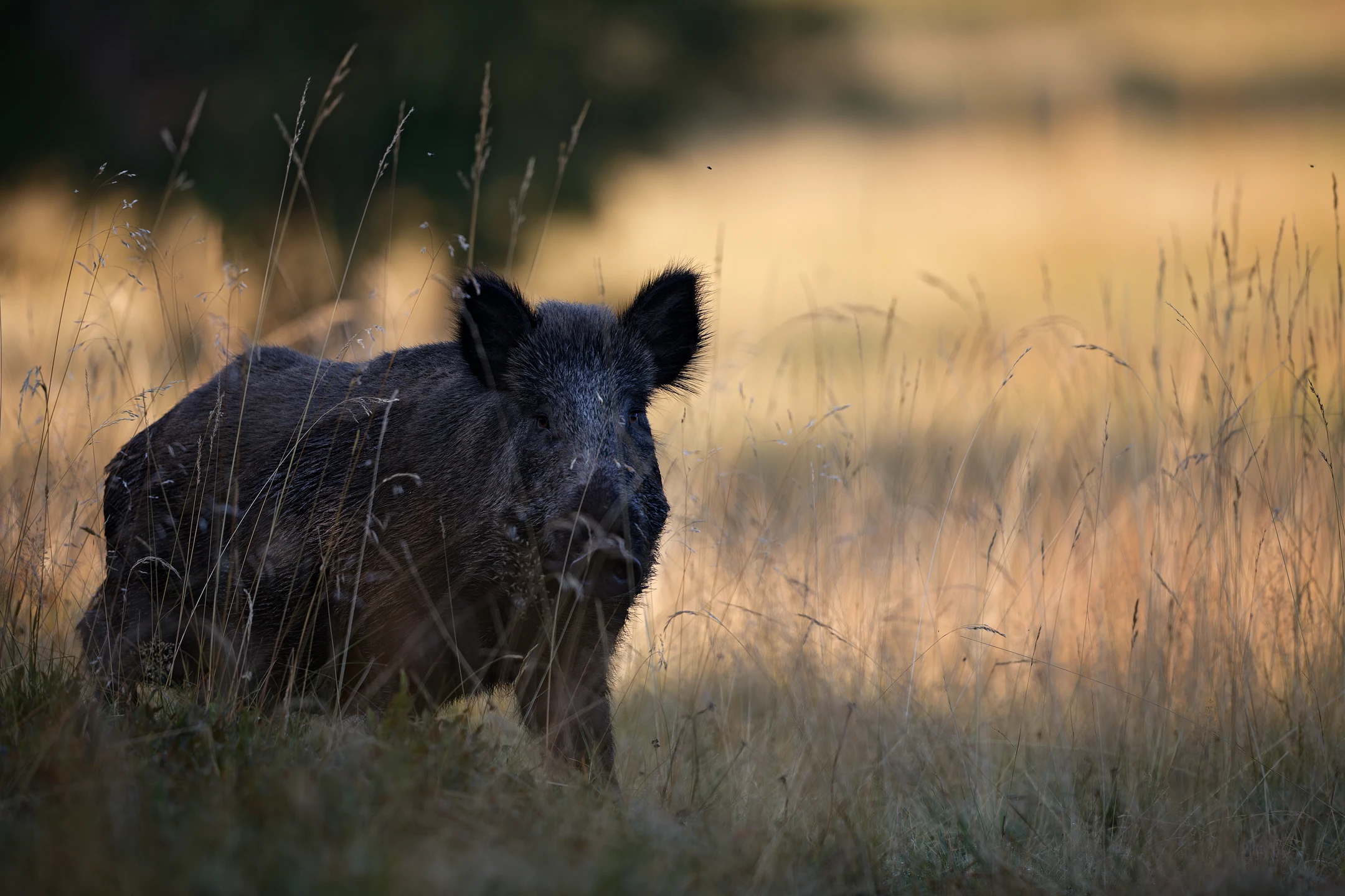 Photo : Sanglier (Sus scrofa) au Ballon d'Aslace, en été, Vosges.