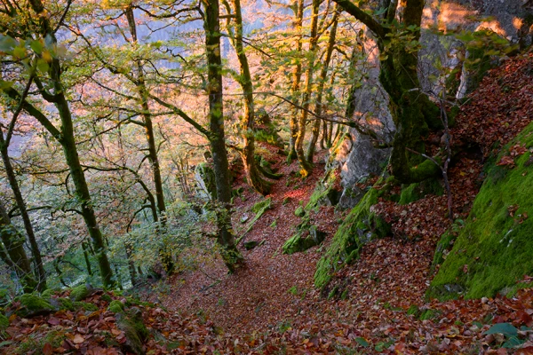Photo : Sentier des Roches dans la Réserve naturelle du Frankenthal-Missheimle, Vosges.