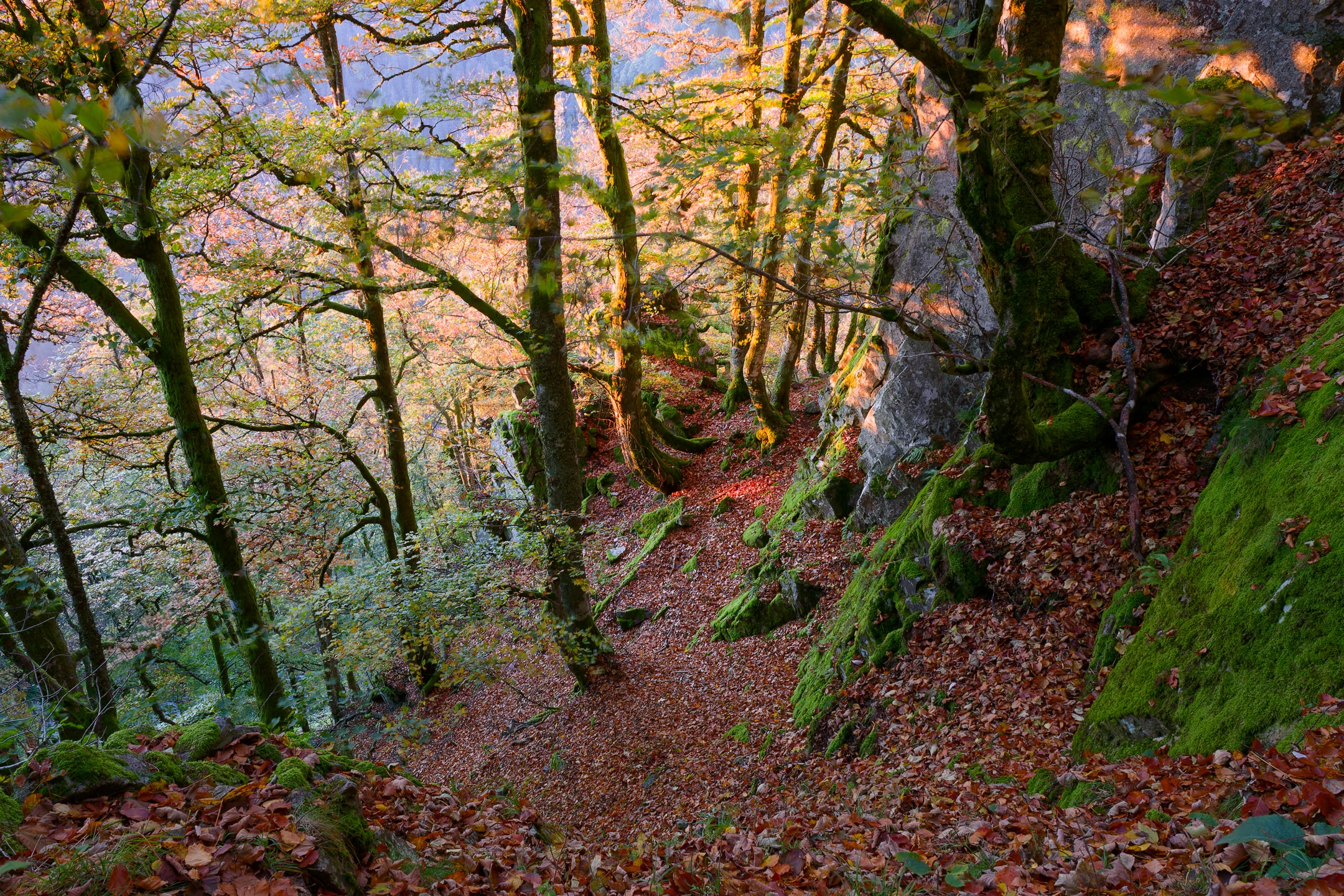Photo : Sentier des Roches dans la Réserve naturelle du Frankenthal-Missheimle, Vosges.