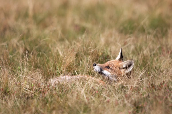 Photo : Renard roux (Vulpes vulpes) faisant une sieste dans la Réserve Naturelle du Frankenthal-Missheimle, Vosges.