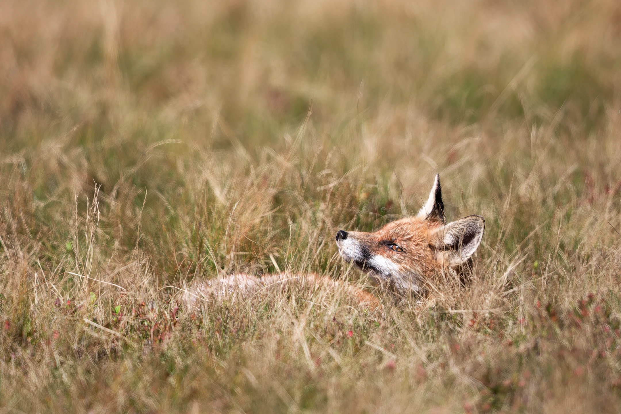 Photo : Renard roux (Vulpes vulpes) faisant une sieste dans la Réserve Naturelle du Frankenthal-Missheimle, Vosges.