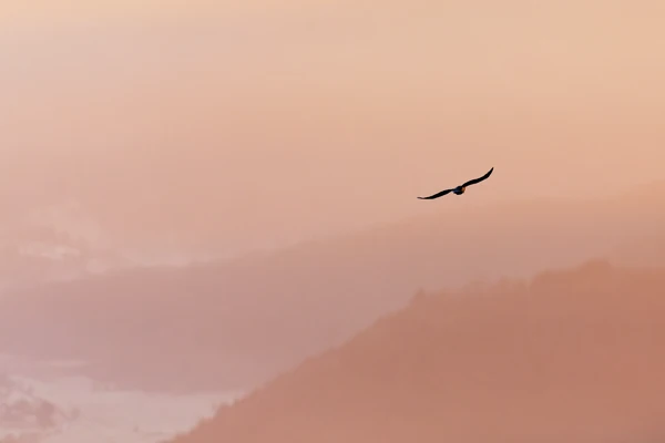 Photo : Grand corbeau (Corvus corax) en vol en hiver, Vosges.