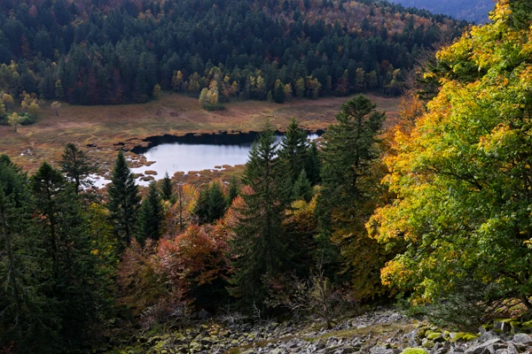 Photo : Tourbière de Machais à l'automne, Vosges.