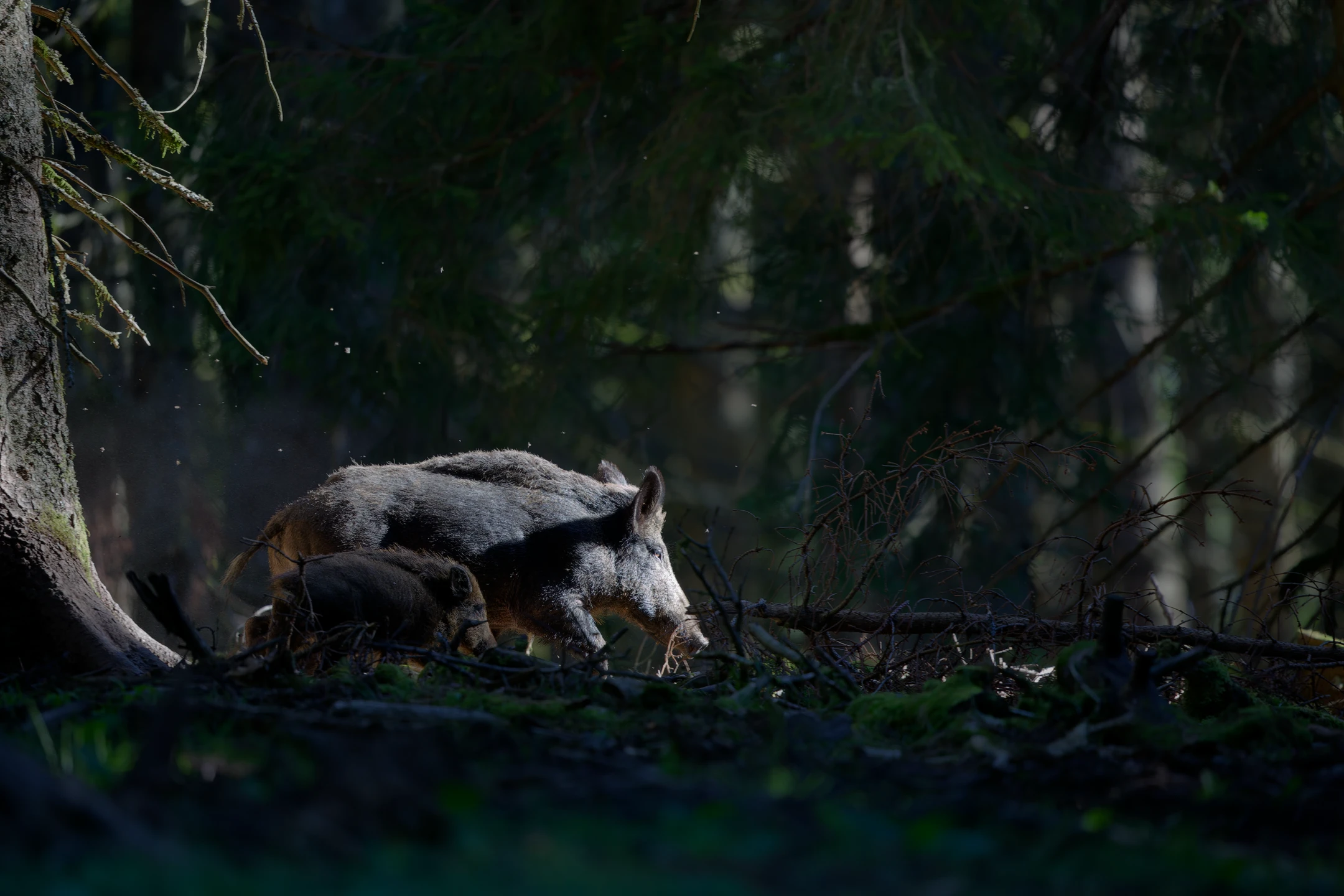 Photo : Laie de sanglier (Sus scrofa) et son marcassin, Vosges.