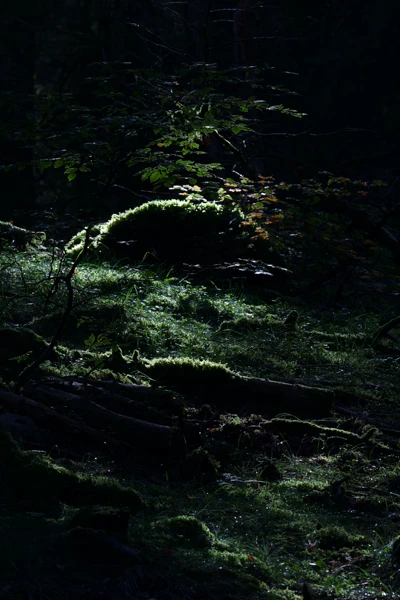 Photo : Sous-bois en clair-obscur à l'automne, Vosges.