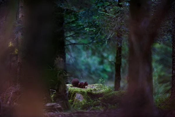 Photo : Écureuil roux (Sciurus vulgaris) en sous-bois à l'automne, Vosges.