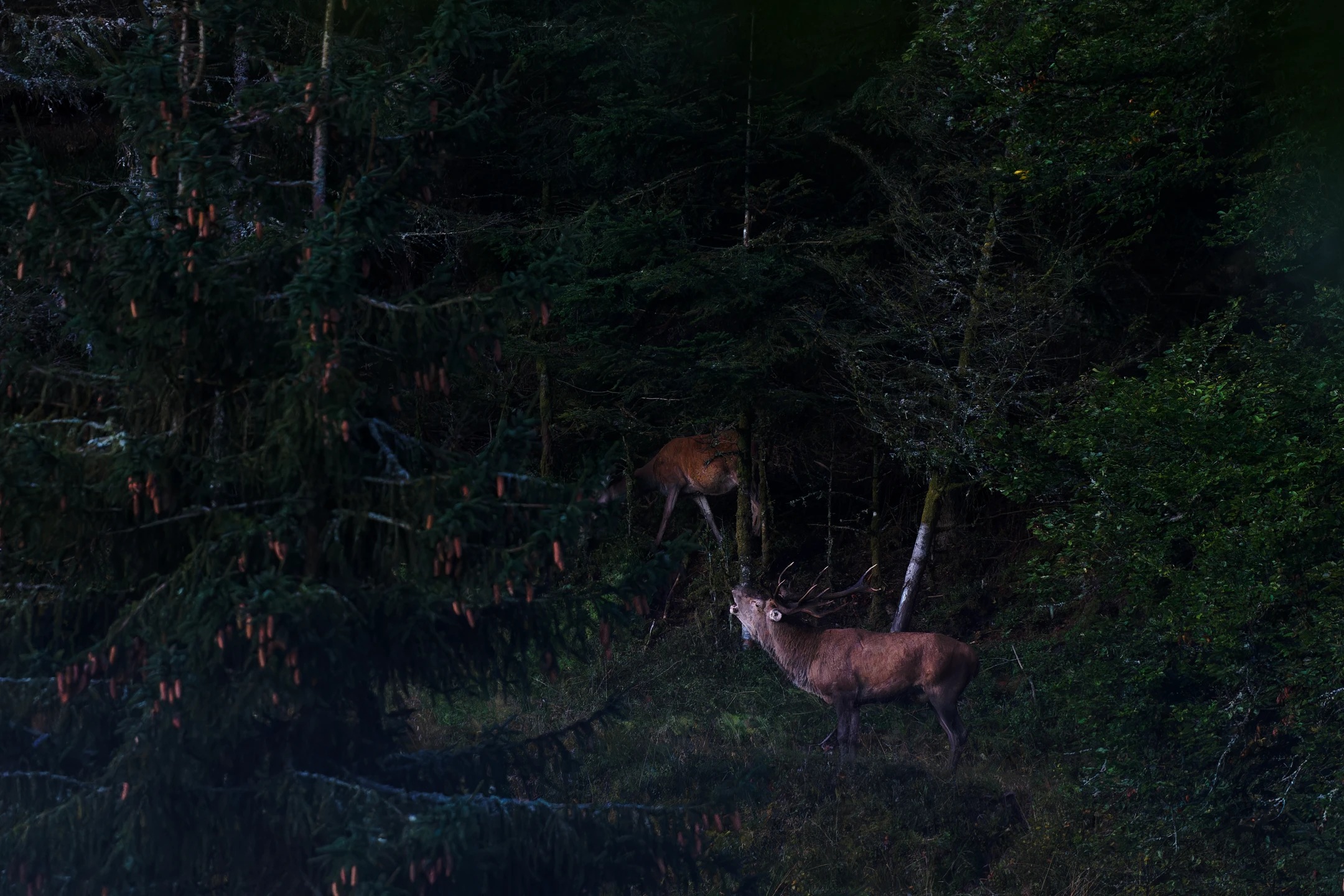 Photo : Brame du Cerf élaphe (Cervus elaphus) en forêt, au crépuscul, Vosges.