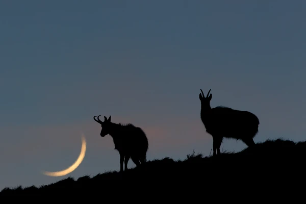 Photo : Chamois (Rupicapra rupicapra) du Hohneck et croissant de Lune au crépuscule, Vosges.