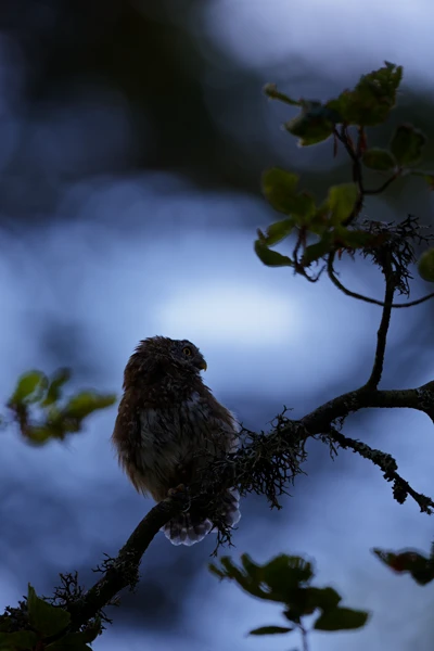 Photo : Chevêchette d'Europe (Glaucidium passerinum) au crépuscule en forêt, Vosges.