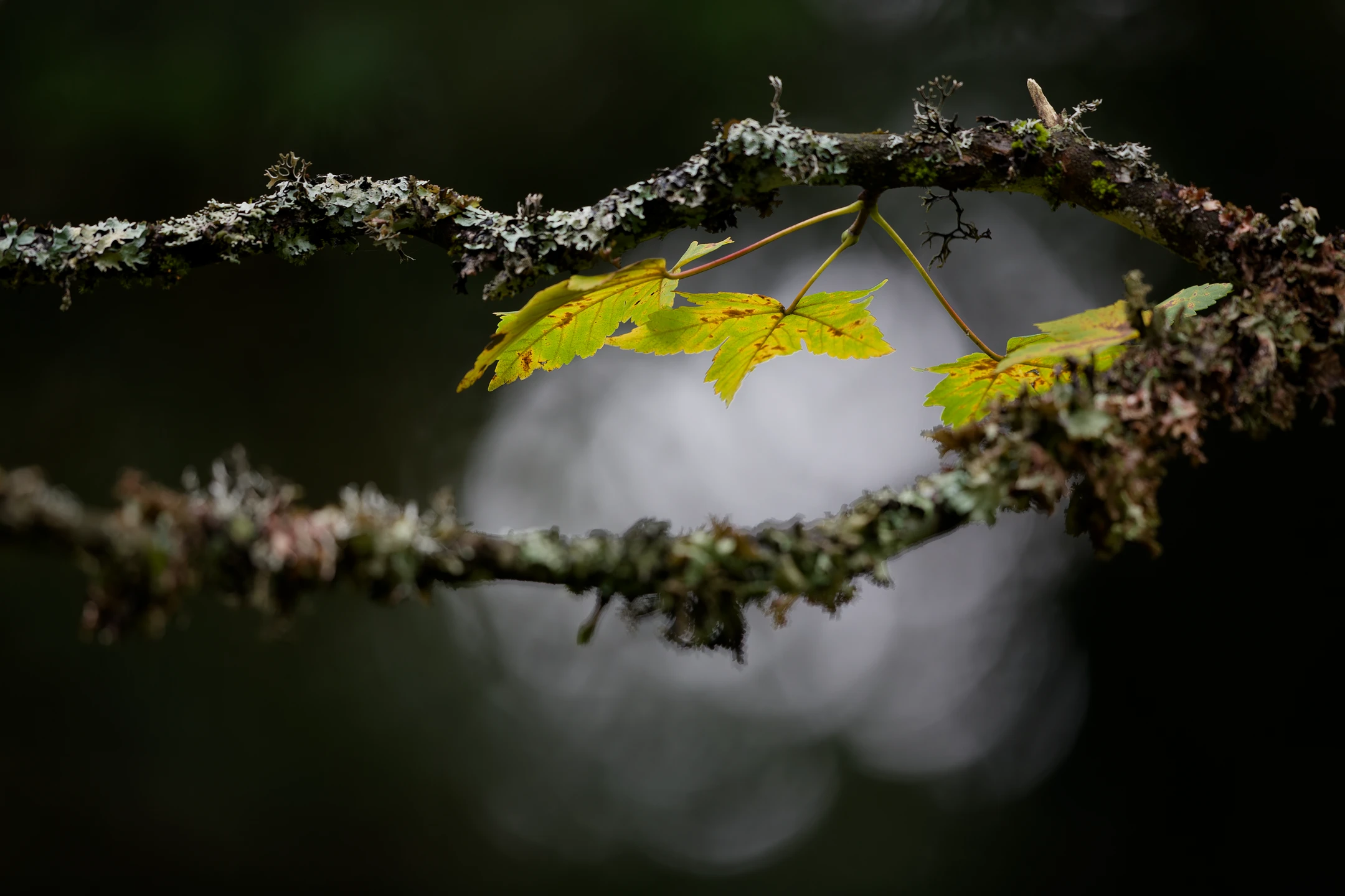 Photo : Feuilles d'érable au crépuscule, en sous-bois, à l'automne, Vosges.