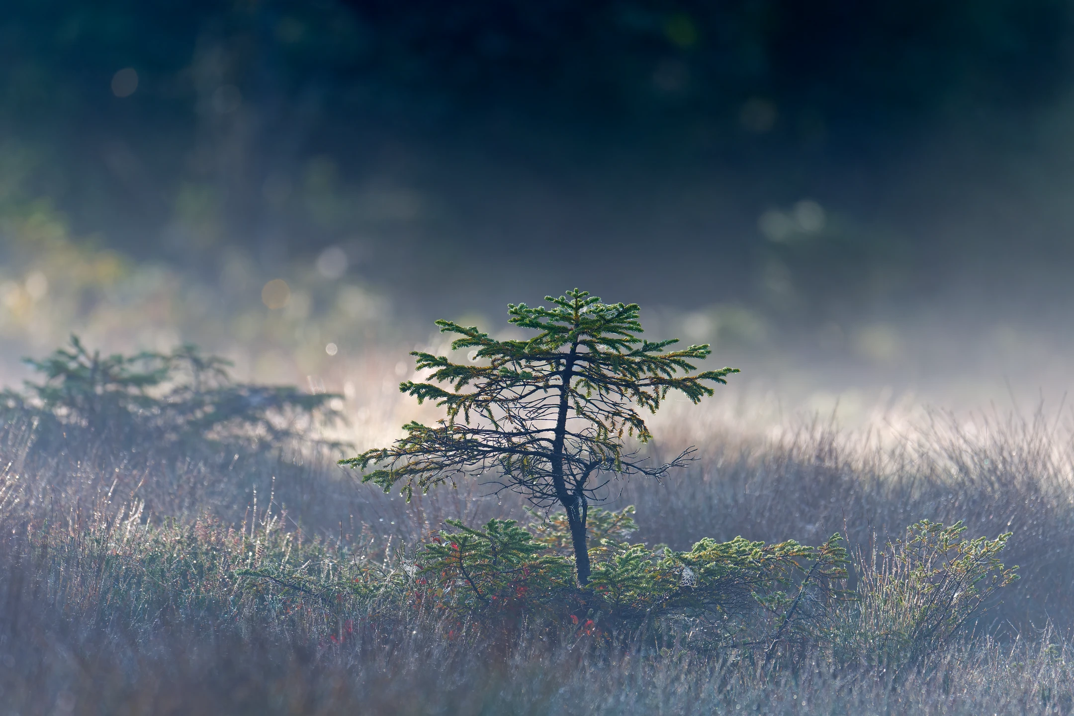 Photo : Épicéa de la tourbière de Rouge Feigne à l'automne, Vosges.