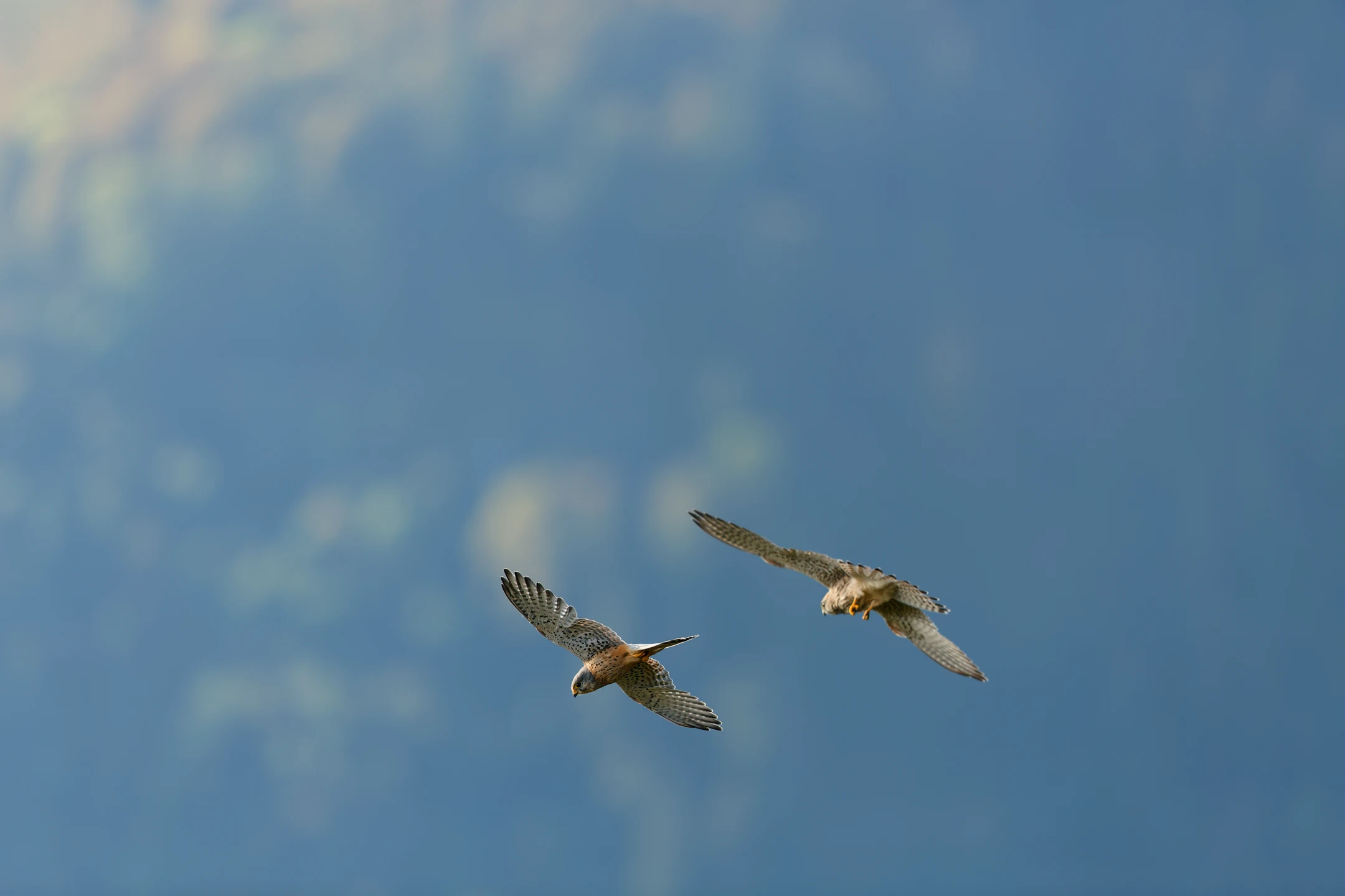 Photo : Couple de Faucons crécerelles (Falco tinnunculus) survolant le Kastelberg, Vosges.