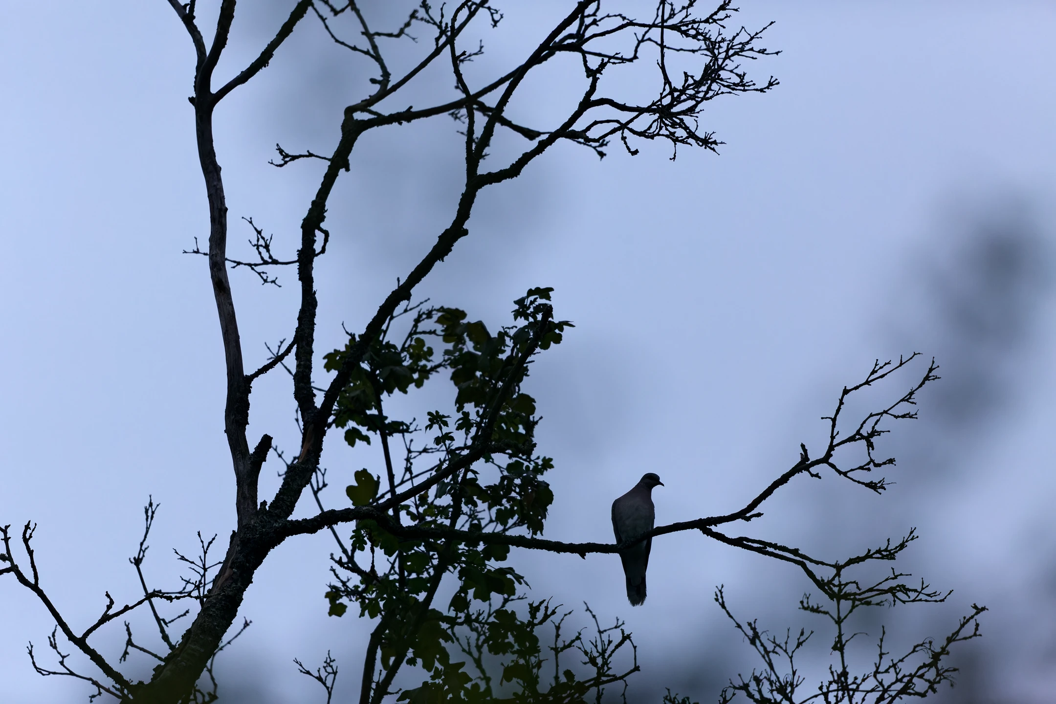 Photo : Tourterelle turque (Streptopelia decaocto) en contre-jour à l'heure bleue matinale, Vosges.