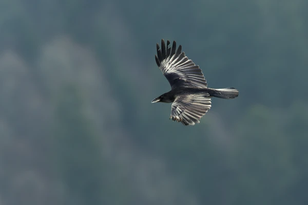 Photo : Grimpereau des bois (certhia familiaris), Vosges.