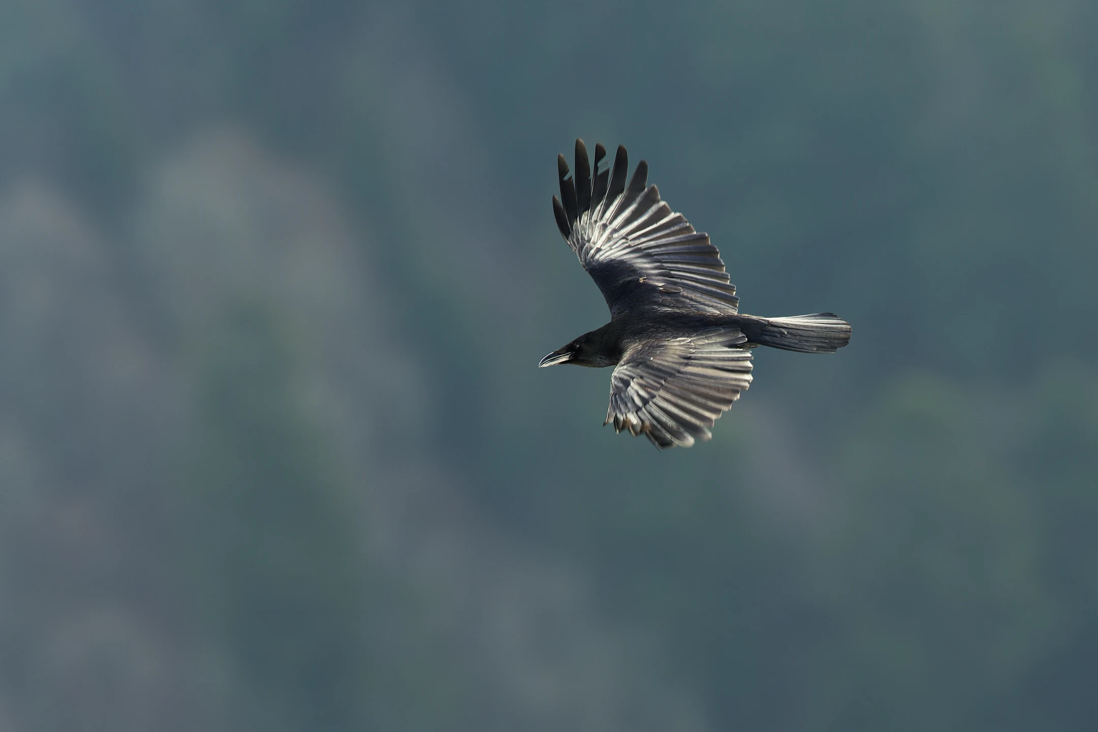 Photo : Grand Corbeau (Corvus corax), Vosges.