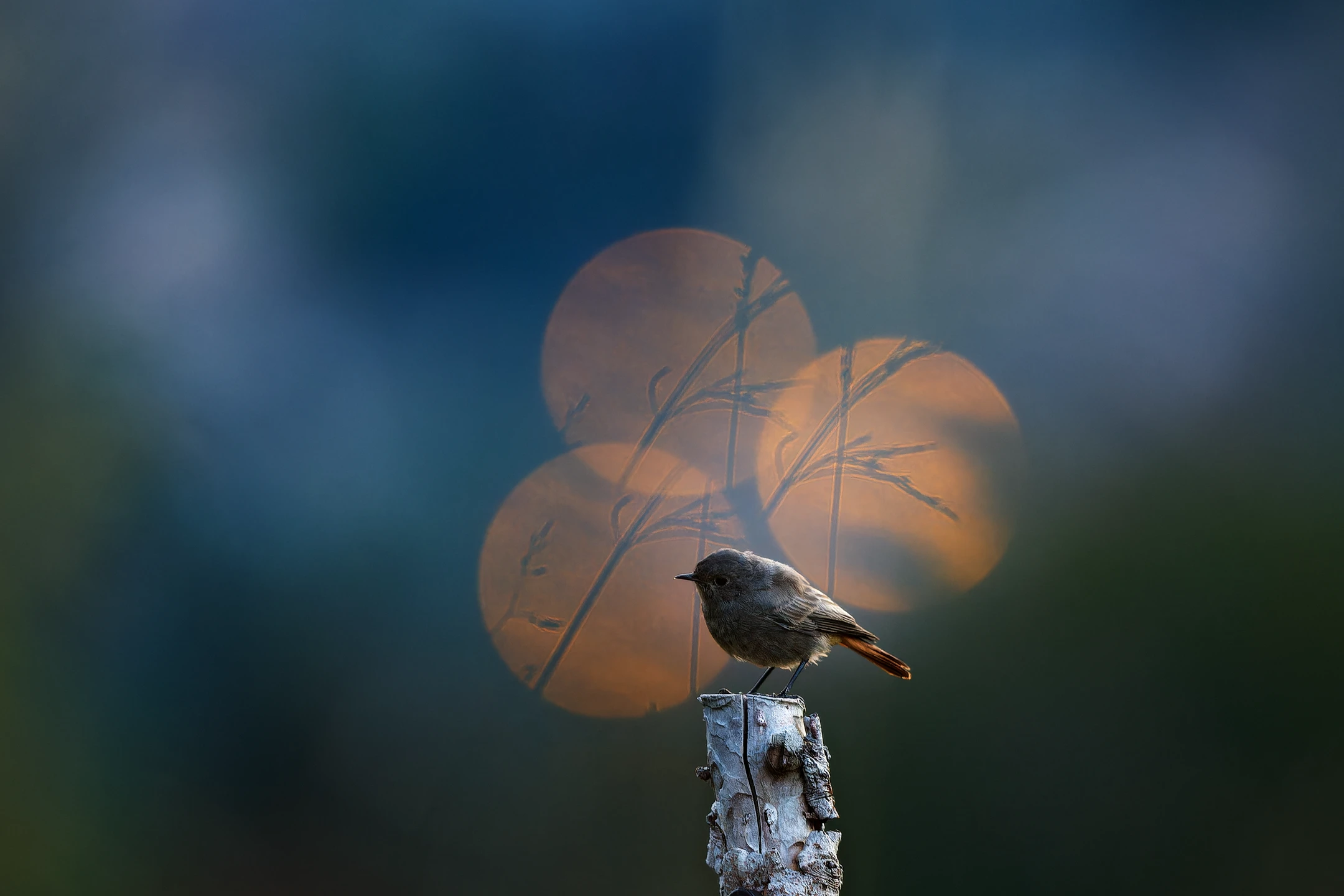 Photo : Rougequeue noir (Phoenicurus ochruros) dans un halo de lumière au crépuscule, Vosges.