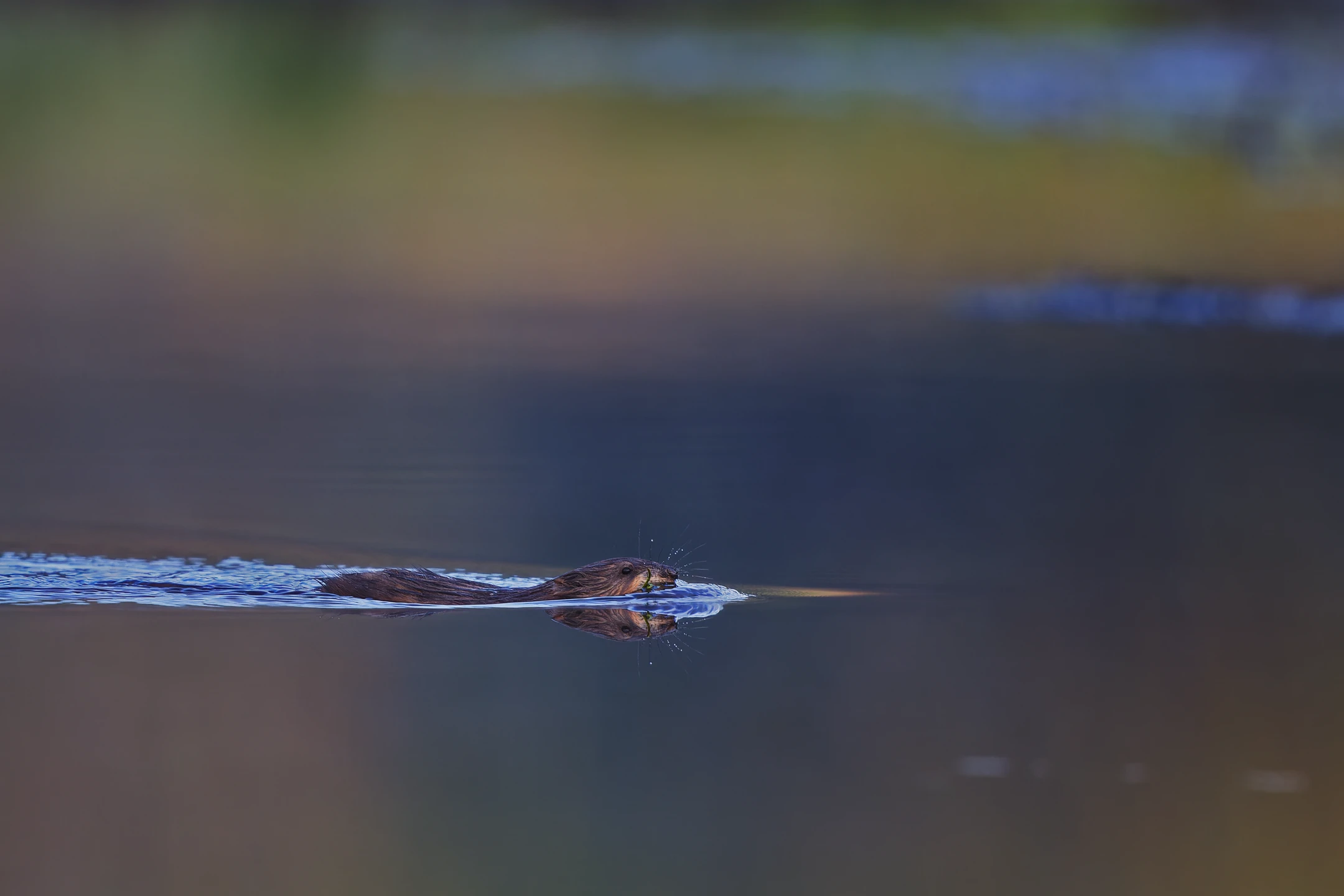 Photo : Rat musqué (Ondatra zibethicus) de la Tourbière des Feignes, Vosges.