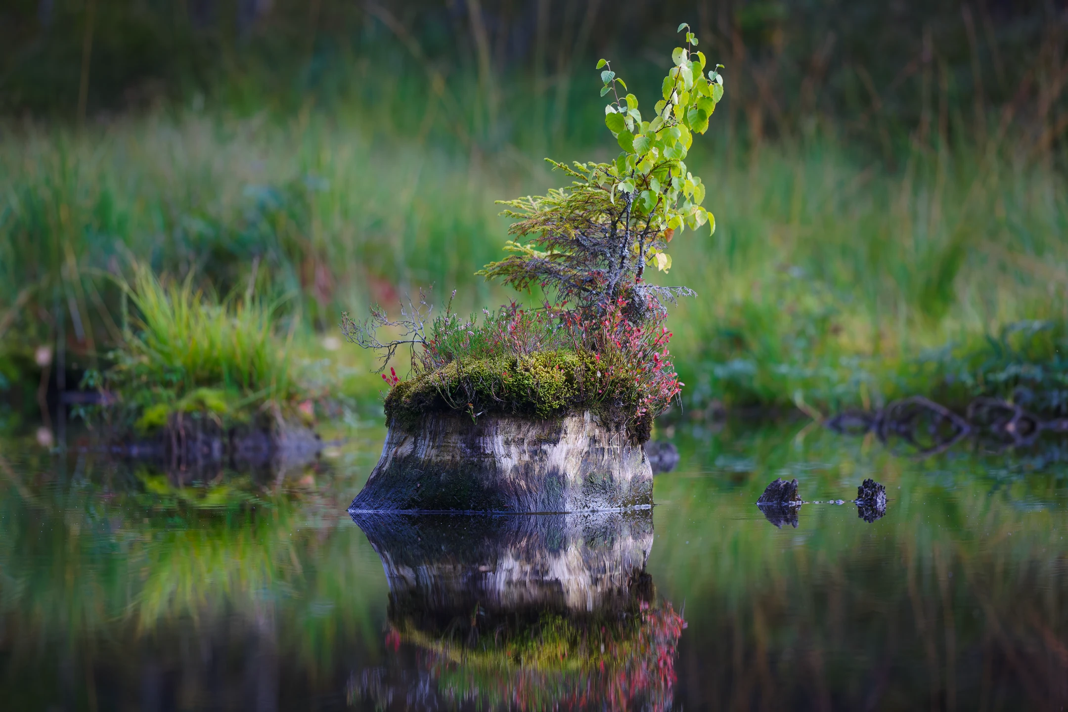 Photo : Vieille souche d'arbre abritant la vie au milieu du Lac de Lispach, Vosges.
