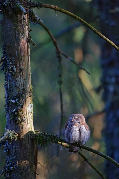 Photo : Chevêchette d'Europe (Glaucidium passerinum) assoupie sur une branche dans une forêt, à l'automne, Vosges.