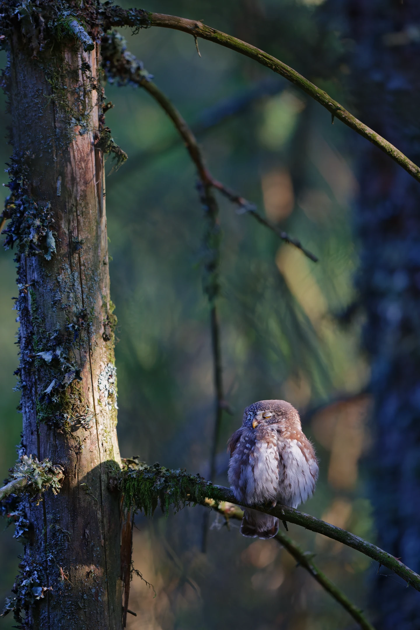 Photo : Chevêchette d'Europe (Glaucidium passerinum) assoupie sur une branche dans une forêt, à l'automne, Vosges.