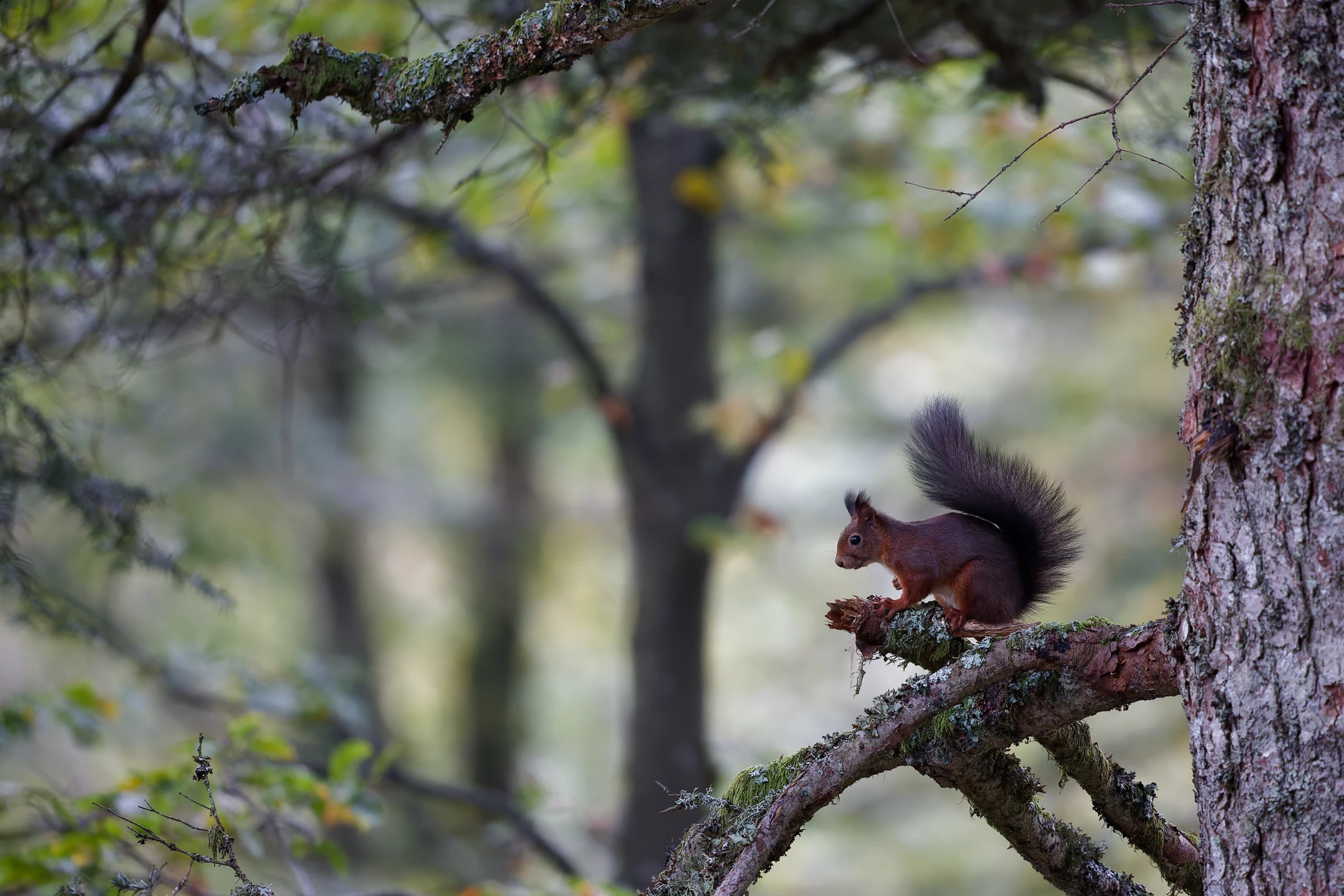 Photo : Écureuil roux (Sciurus vulgaris) faisant ses réserves à l'automne, Vosges.