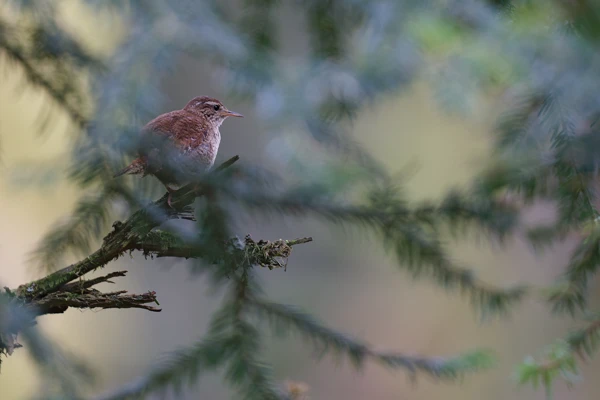 Photo : Troglodyte mignon (Troglodytes troglodytes) en forêt, Vosges.