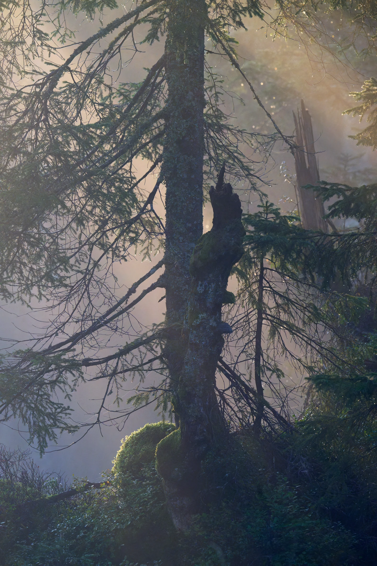 Photo : Salves de lumière magique sur la forêt de Rouge Feigne à l'automne, Vosges.