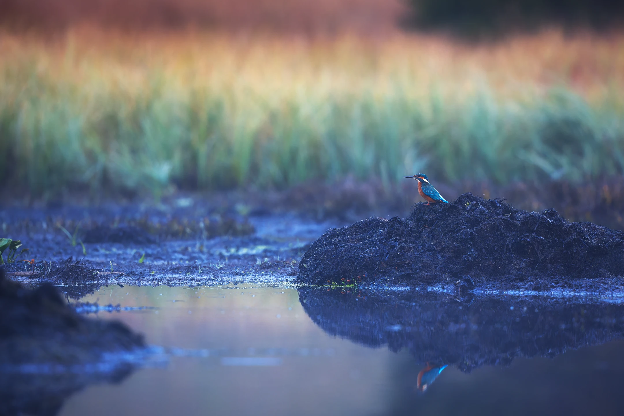 Photo : Martin-pêcheur d'Europe (Alcedo atthis) sur fond arc-en-ciel à la Tourbière des Feignes, à l'automne, Vosges.