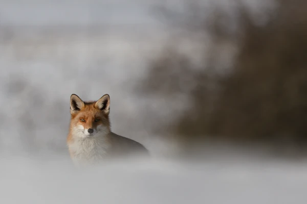 Photo : Portrait de Renard roux (Vulpes vulpes) en hiver, Vosges.