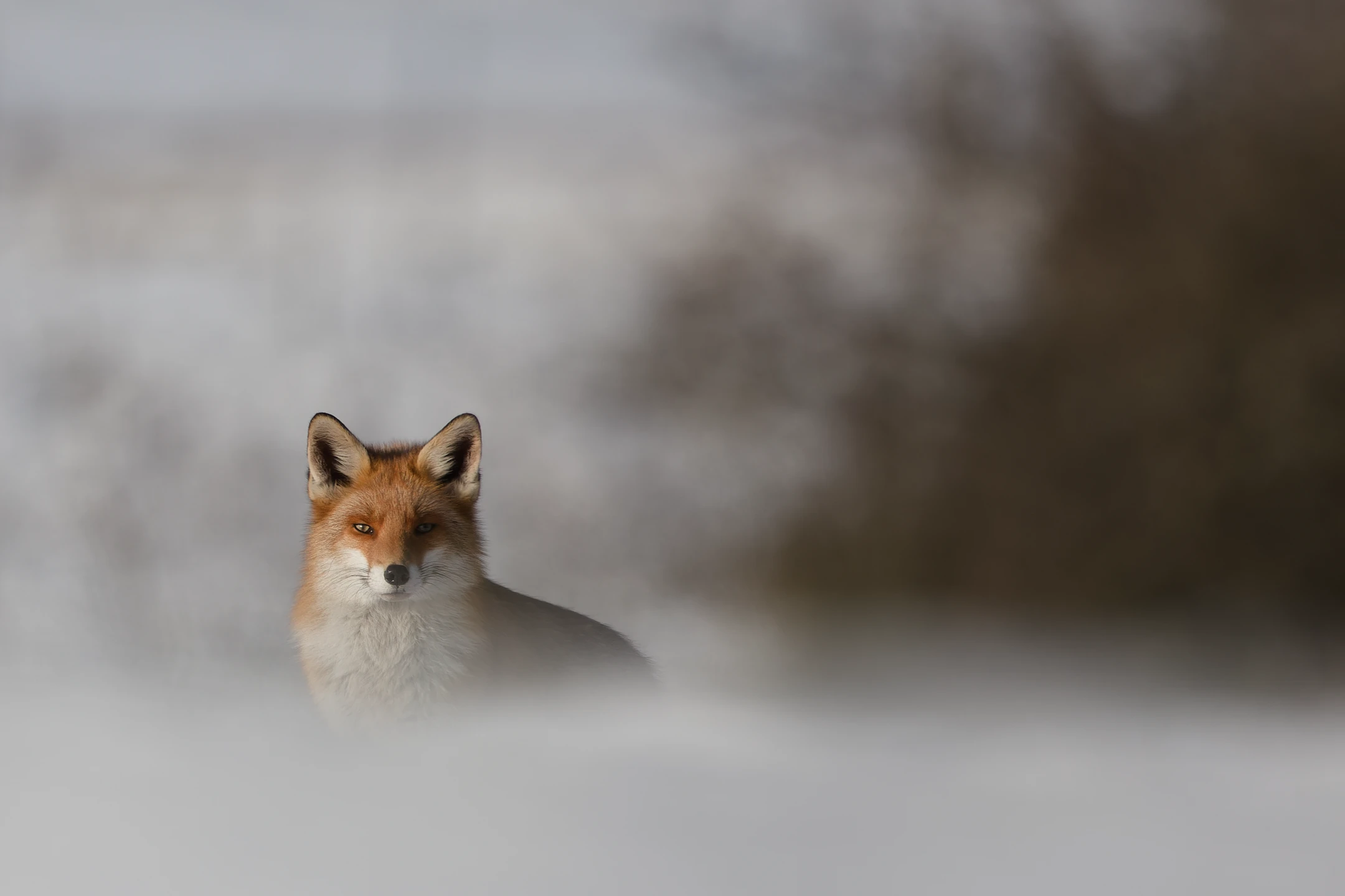 Photo : Portrait de Renard roux (Vulpes vulpes) en hiver, Vosges.