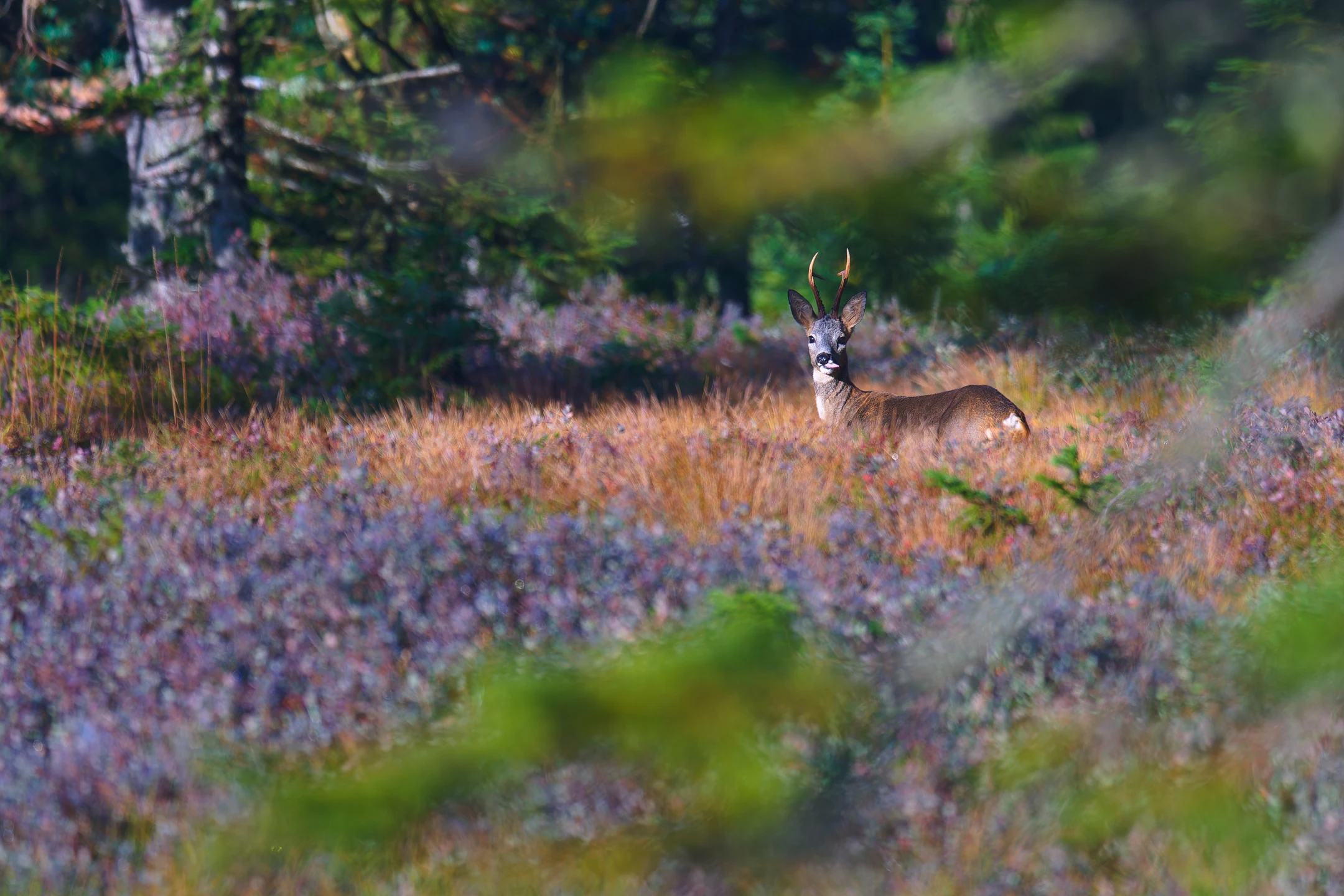 Photo : Brocard de Chevreuil (Capreolus capreolus) tirant la langue à l'automne, Tourbière de Rouge Feigne, Vosges.