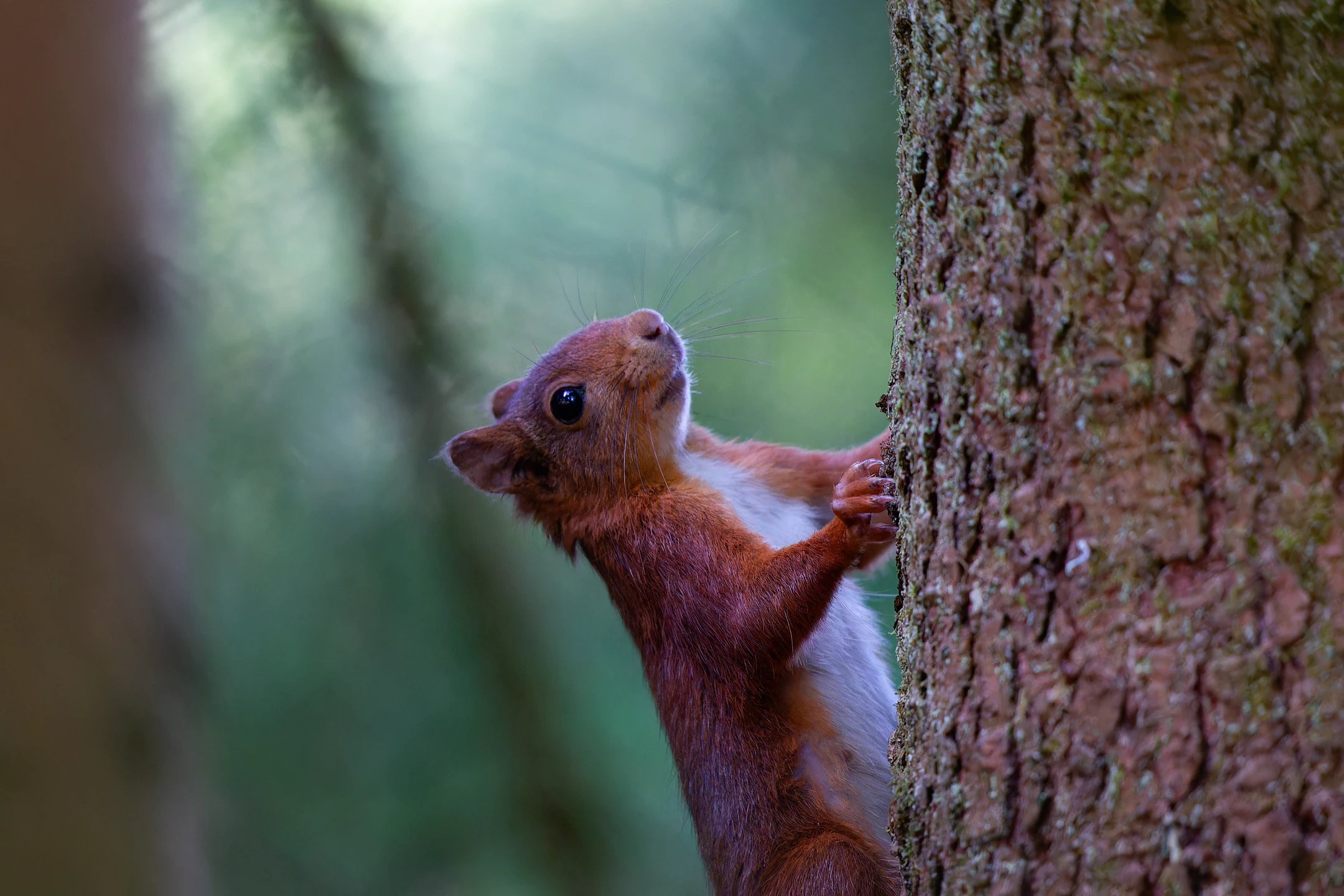 Photo : Portrait d'Écureuil roux (Sciurus vulgaris) au Bouchot, Vosges.