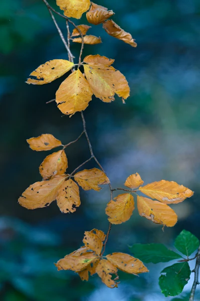 Photo : Feuilles de hêtre colorées à l'automne, Vosges.