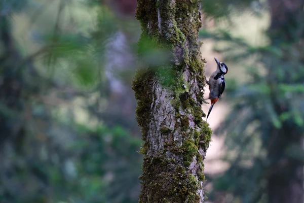 Photo : Pic épeiche (Dendrocopos major) en forêt de Sapois, Vosges.