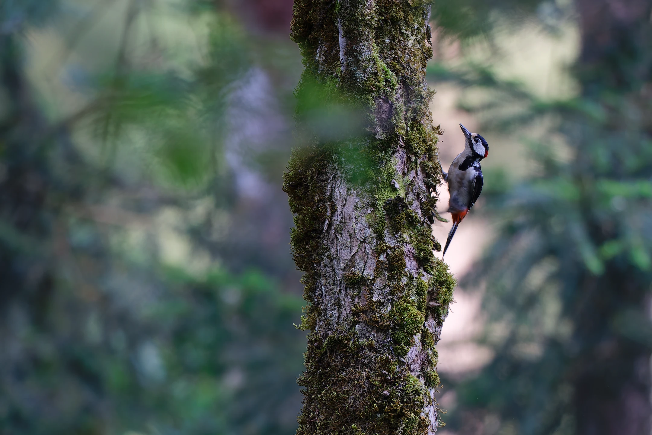 Photo : Pic épeiche (Dendrocopos major) en forêt de Sapois, Vosges.