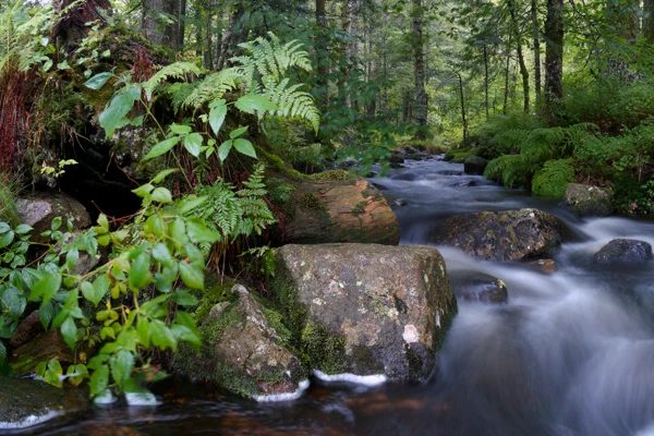 Photo : Goutte de Machais en été, en filé statique, Vosges.