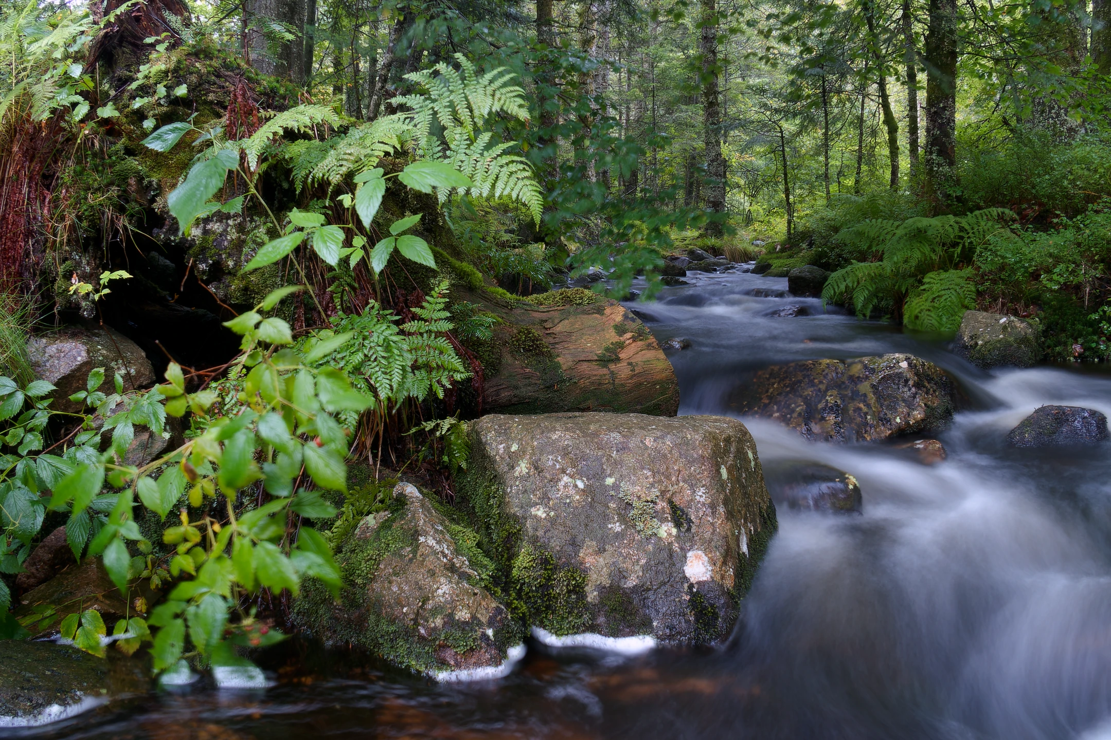 Photo : Goutte de Machais en été, en filé statique, Vosges.