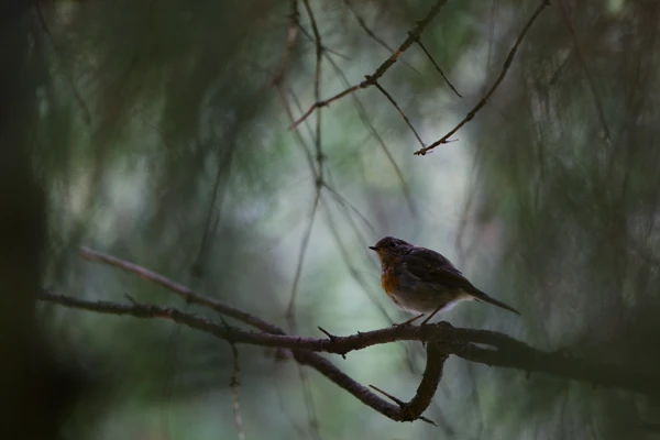 Photo : Rougegorge familier (Erithacus rubecula) immature en contre-jour, en forêt, Vosges.