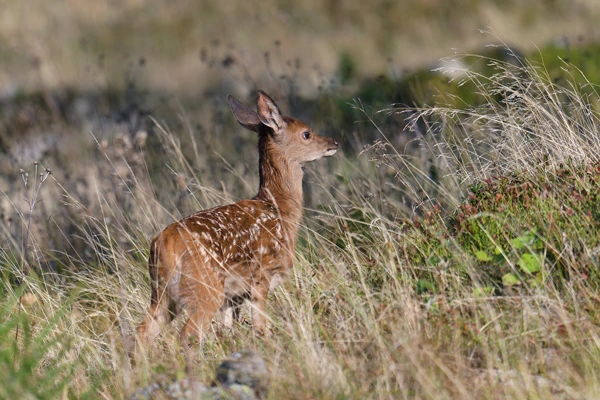 Photo : Faon de cerf élaphe (Cervus elaphus) dans les graminées en montagne, Vosges.