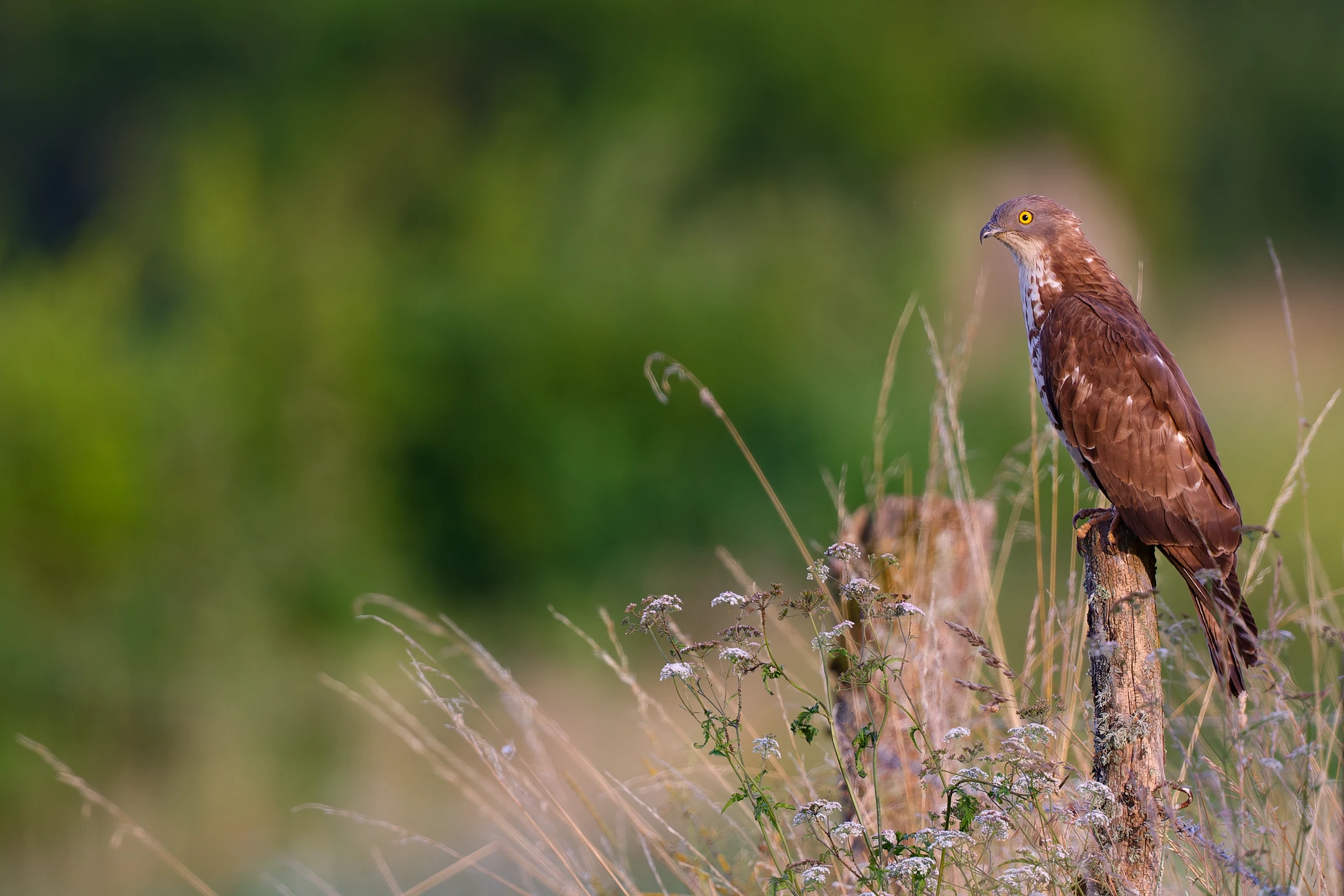 Photo : Bondrée apivore (Pernis apivorus) en été, perchée sur un piquet de clôture, entourée de graminées, Vosges.