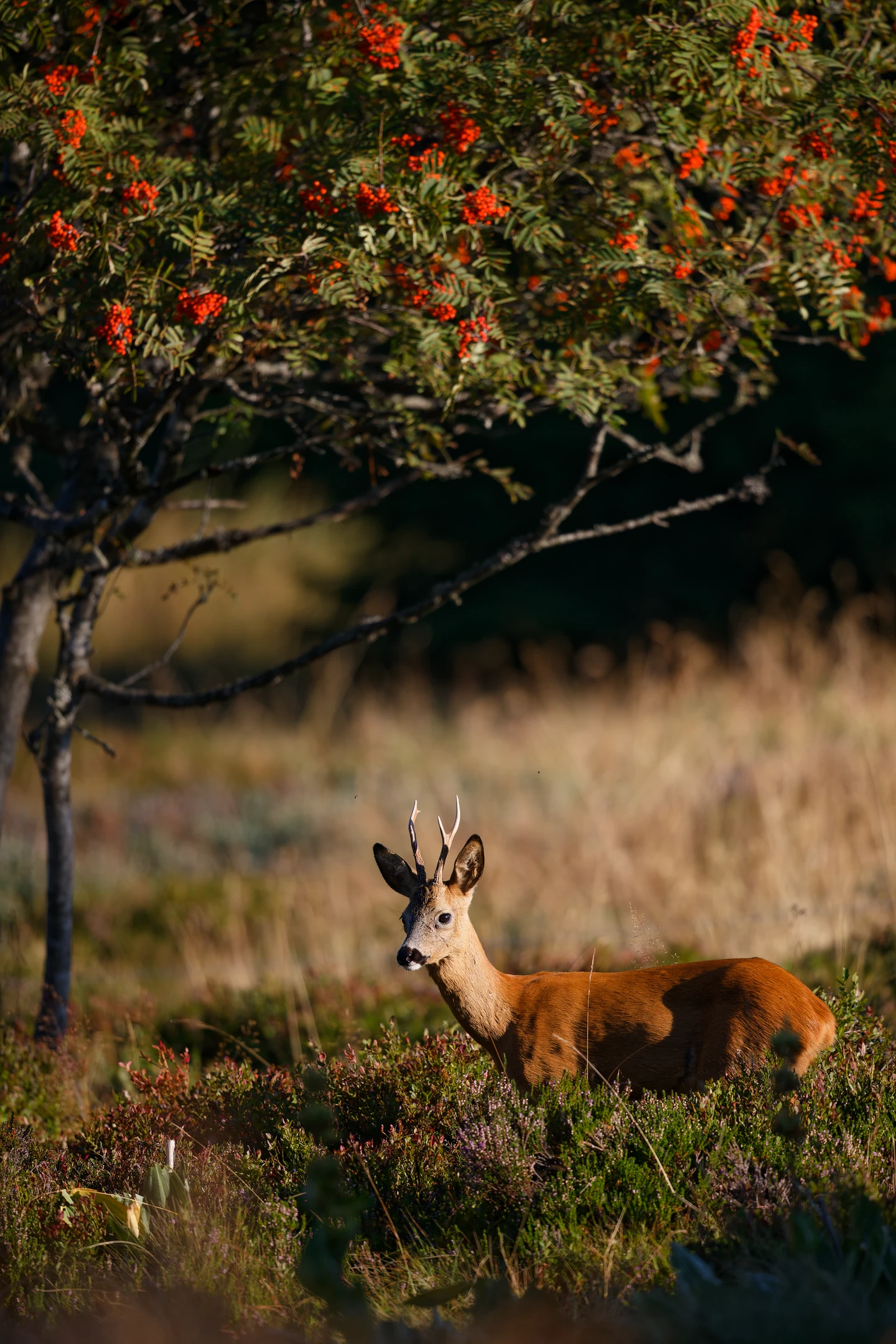 Photo : Rut du chevreuil (Capreolus capreolus) au Gazon du Faing, en été, Vosges.