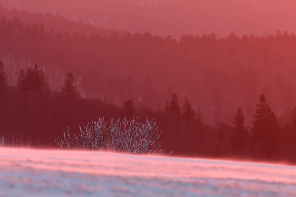 Photo : Kastelberg au crépuscule hivernal, Vosges.