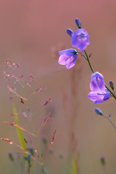 Photo : Campanule à feuilles rondes (Campanula rotundifolia) en été, Vosges.