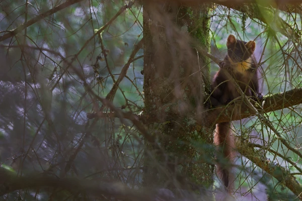 Photo : Martre des pins (Martes martes) en forêt, en été, Vosges.