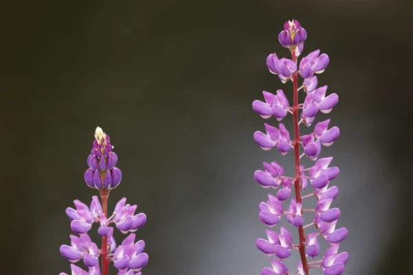 Photo : Lupin à folioles nombreuses (Lupinus polyphyllus) en été, Vosges.