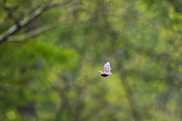Photo : Chauve-souris survolant le Lac de Lispach au printemps, Vosges.